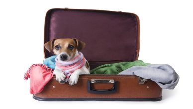 Viajar con mascotas, la mejor forma