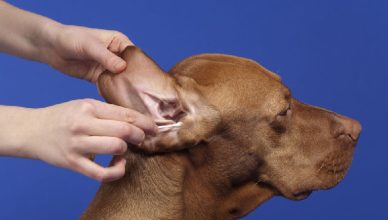 Cómo limpiar los oídos de tu can